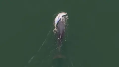 Aerial view of a dolphin carrying another dolphin at the water’s surface.