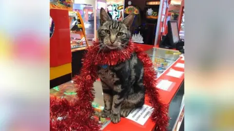 Handout Hendrix with a sparkling red garland wrapped around him.