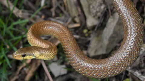 Antonio Gandini A brown and yellow snake hanging off of something not visible in the picture, with rocks and grass beneath it. 