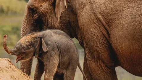 Chris Ballard A touching scene of an adult elephant standing protectively beside a baby elephant outdoors. The calf has its trunk raised in the air, its mouth open as if it's trumpeting or calling. 