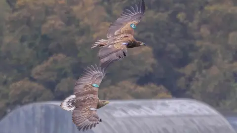 Conor Corbett Two white-tailed eagles in flight over Donegal. Once can be seen tagged with the letter N, the other with the number 47