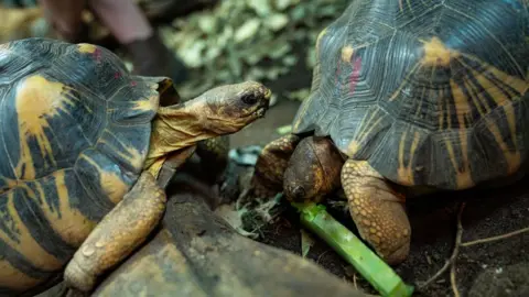 Two radiated tortoises in an enclosure eating greenery