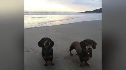 Josie Smith Dua anjing sosis coklat di pantai, dengan laut dan matahari terbenam di latar belakang.