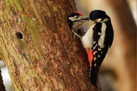 Joyce Grieves woodpecker