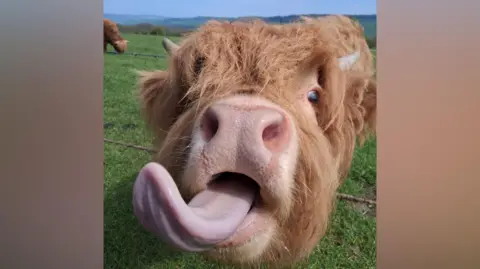 Highlandboy A light brown cow has short white horns and its long tongue out. It is standing on a grassy field and appears to be sticking its head through a gap in a metal-wire fence.