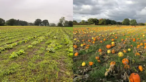 BBC/Trusley Pumpkin and Potato Patch Two images shown side by side of a pumpkin patch two years apart. The image on the left shows very few pumpkins, whereas the image on the right shows a field full of orange and yellow pumpkins