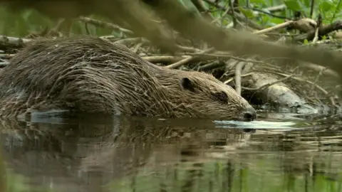 A beaver in shallow water. Its head, snout and most of its body are above the water line.