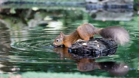 Paul Shaw A red squirrel on a rock in water, there are ripples in the water, and green foliage reflected in the water.