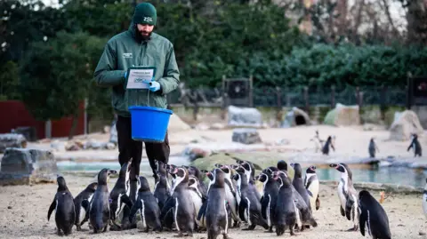 PA Media A male worker at London Zoo takes notes on a clipboard and holds a bucket as dozens of penguins gather around him at the zoo. Some penguins are by a pool in the background. Shrubs form the backdrop.