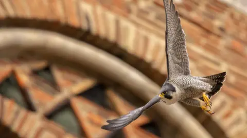 Patrick Wainwright A peregrine falcon in flight. Its claws look like they are ready to catch prey. 