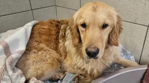 Hope Rescue Matted honey-coloured golden retriever or cross breed lying in dog bed with blanket over hind legs and back