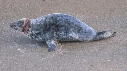 Dan Jarvis Nanette is lying on the wet sand. Her neck has a deep cut all the way around which is red with blood. She has mottled grey fur speckled with white.