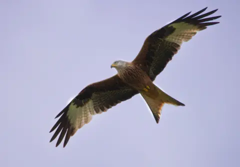 Chris Shelbourn Large bird of prey gliding through the sky with wings fully spread, showing brown and patterned feathers, flying through a clear sky.