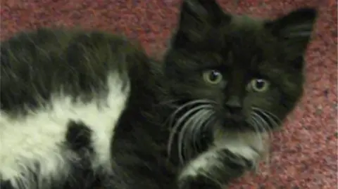 Transpennine Express Felix as a kitten