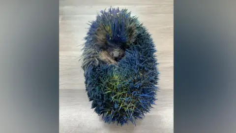 Prickly Pigs Hedgehog Rescue A hedgehog with vivid blue and green-tinted spines is curled into a tight ball on a light-colored tabletop. The hedgehog's face is partially visible in the center of the curled body, with its nose and one eye peeking through the dense, brightly colored spines. The unusual blue coloration covers most of the spines, creating a striking contrast against the neutral background.