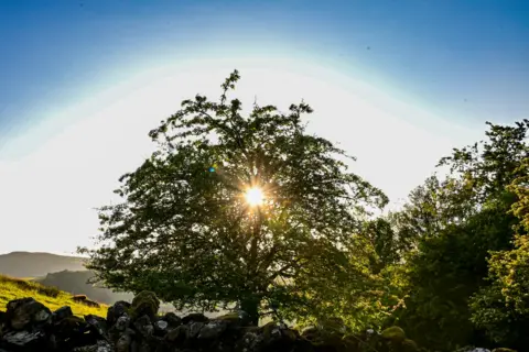BBC Weather Watchers / Jude Sun seen through a tree