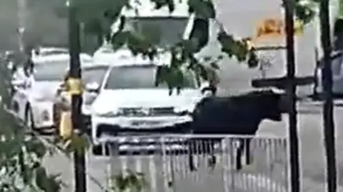 Bull in road with police officers near by and cars in the background