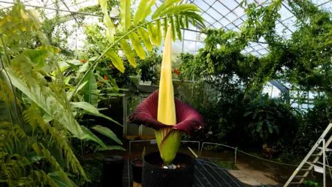 The Titan Arum works  took 12 years earlier  it successfully flowered successful  the venue's Glasshouse successful  2015.