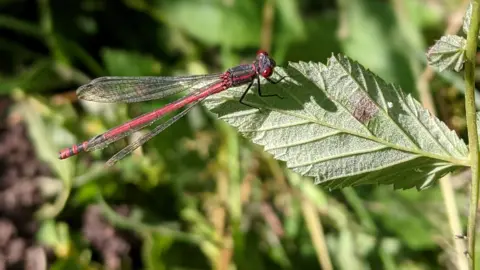 Rebecca Neal A large red damselfly on a green leaf in a nature reserve. There are plants behind the leaf, that are slightly blurred. 