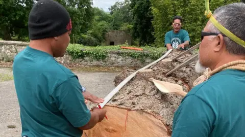 Three men work at a large tree stump. They are holding a tape measure across the length of the stump.