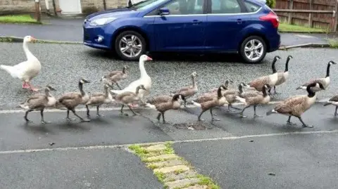 Shelagh Kavanagh Geese crossing the road