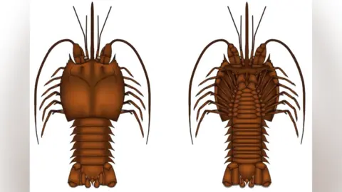 Artist impression of a pygocephalus brymboensis shrimp with spiky shells and long antennae