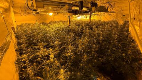Hundreds of cannabis plants on the floor of an industrial unit
