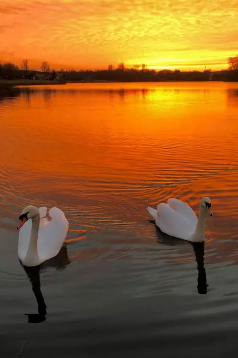 Duncan Chisholm Two swans on water with an orange and yellow sunset sky, reflected in the water.