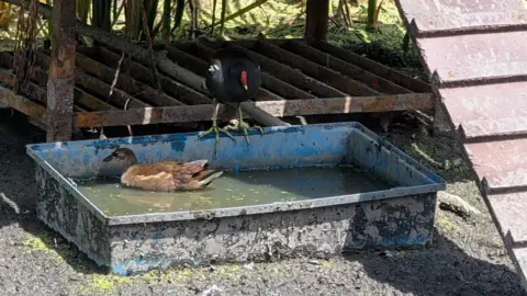Linda Cork A moorhen stood on a small trough of water, with another duck swimming in it.