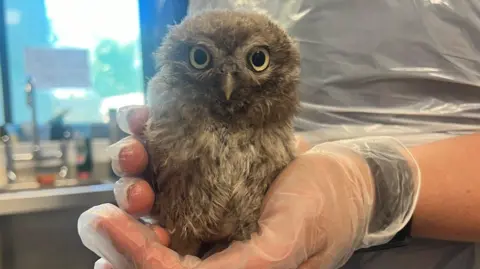 A baby owl with brown, white and grey feathers being held by its carer, who is wearing rubber gloves. The owl is looking straight ahead.