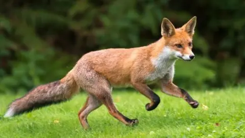 Getty Images A stock photo of an adult fox running across grass.