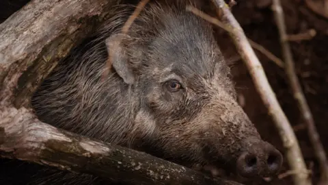 The picture shows a close-up of a Visayan warty pig, among branches and logs.
The animal's head fills most of the frame. Its snout is covered in dried mud, which suggests it has recently been wallowing. The pig has coarse, dark brown and grey bristles, with longer hairs standing upright along the top of its head and neck. One eye is clearly visible and is looking towards the camera.