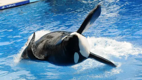 Getty Images Orca yang dikenal sebagai Tilikum muncul saat pertunjukannya Believe di SeaWorld Orlando pada 30 Maret 2011