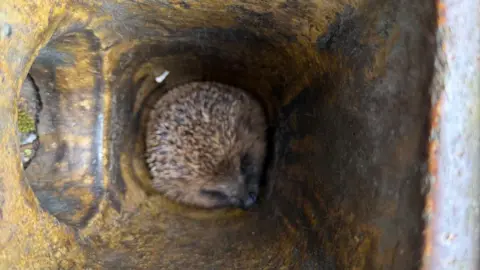 A hedgehog at the bottom of a metal pipe turning yellow from rust