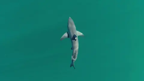 California State University/PA An aerial view of a great white shark in clear blue waters.