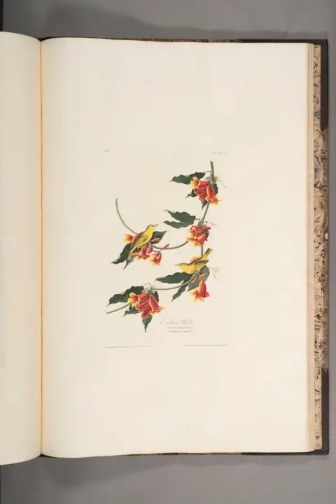 Jamie Simpson/Royal College of Physicians and Surgeons of Glasgow Audubon's illustration of the Rathbone Warbler