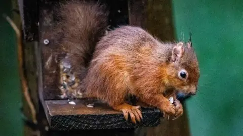 PA Media A red squirrel perched on a wooden stand.