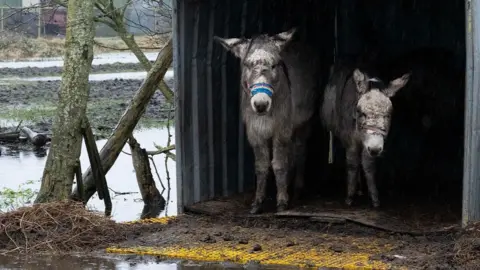 The Donkey Sanctuary A picture of two donkeys under shelter from the rain. There is a large puddle in front of the shelter.