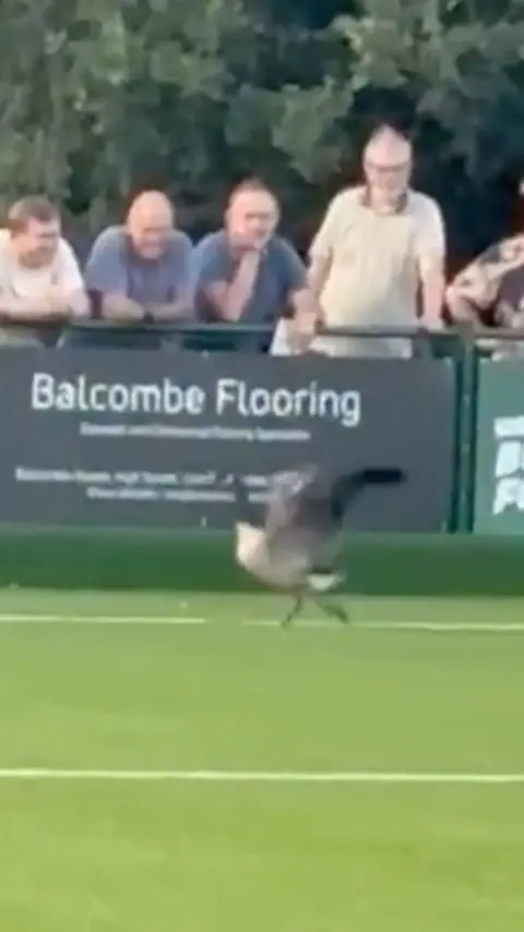 A goose running on a pitch.