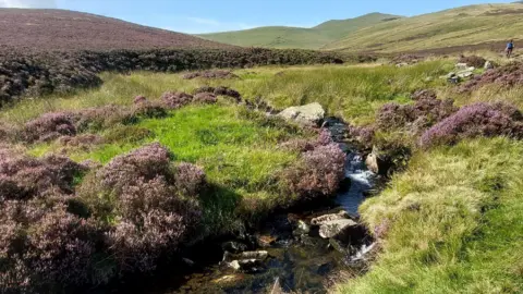 Cumbria Wildlife Trust Lowlands of Skiddaw Forest with purple heather and grass growing. There is a stream running down off the hill with a hiker walking into the distance.