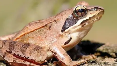 A close up of a small brown frog sat on all fours with darker stripes on its legs.