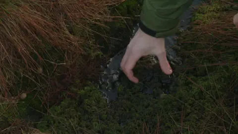 A man's hand reaches down towards a bog filled with green moss 