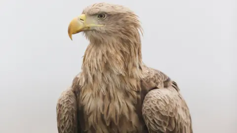 Paul Sawr A white grey sky. 

The White-tailed Eagle is centre frame, looking to the left of the shot. It has brown eyes, a golden yellow beak and its mouth is shut. 

It has caramel coloured light brown feathers and broad shoulders and wings tucked under. 