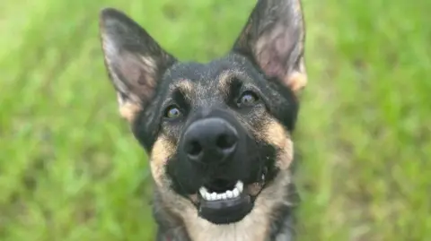 Cotswolds Dogs and Cats Home. Tia, German Shepherd