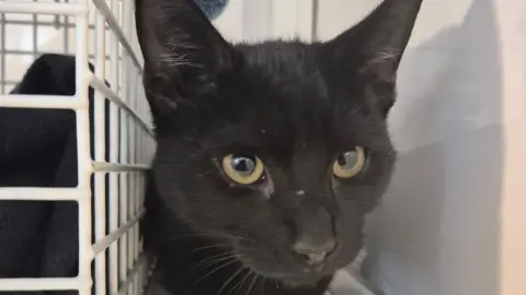 A black kitten is sitting in a whitewashed room next to a white cage. It has large amber-coloured eyes