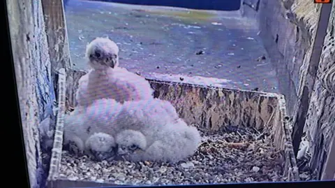 An image from a live camera feed of a nest box with four fluffy white peregrine falcon chicks. The mother chick is sitting upright while the others are huddled closely together. The nest is in a wooden box lined with gravel.