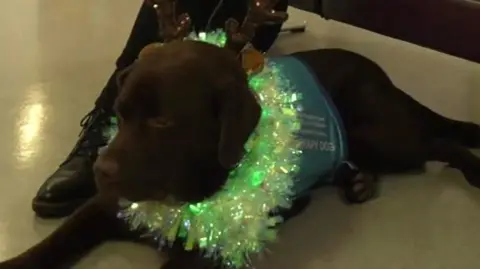 Brown labrador Otis sat on the floor with antlers and green tinsel around his collar.
