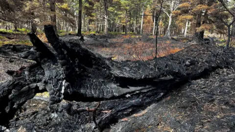 An overturned black and charred tree surrounded by burnt heather which the green canopies of other trees in the distance.