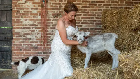 James Polley Photography A white reindeer foal standing on a bail of straw, with Angie Nelson stroking its neck. She is wearing a wedding dress. A black and white spaniel dog is standing next to the brick wall of the barn.