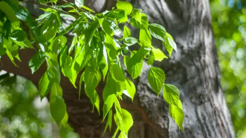 Getty Images The leaves and trunk of an elm tree